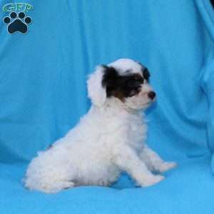 Sparky, Cockapoo Puppy